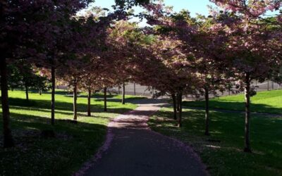 Reducing the phoniness of lockdown life with social capital